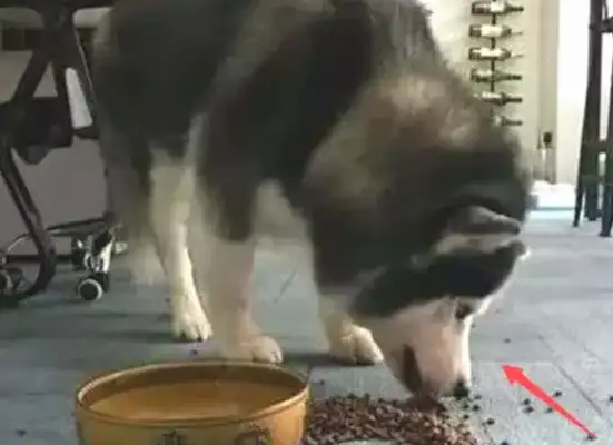 The master kicked down the dog food, the dog yelled, and the next second was funny