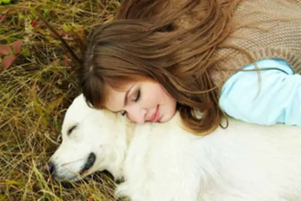 The stray dog who ran 126 kilometers found it