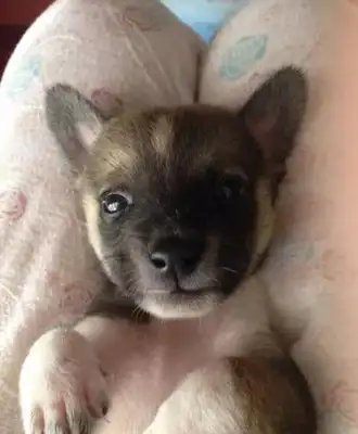 The stray dog sleeps on the master's leg and waves his good night before he sleeps