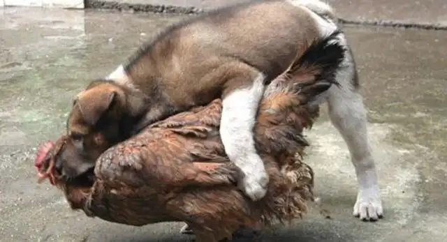 A man and a woman in Sydney were badly bitten by two dogs to save a chicken