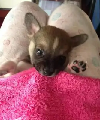 The stray dog sleeps on the master's leg and waves his good night before he sleeps