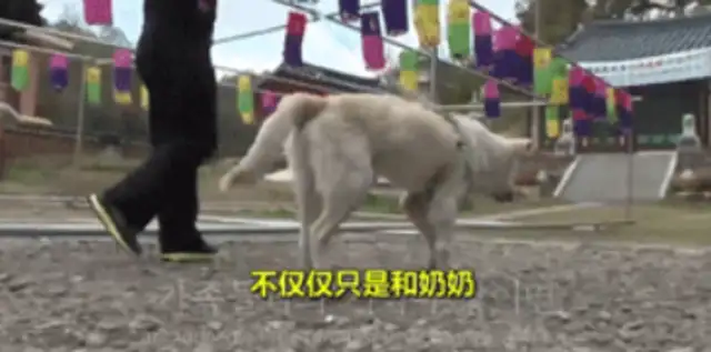 An 11-year-old dog guarding the graveyard died on the master's gravestone..