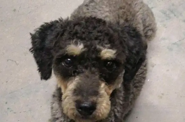 A stray dog came to the site, and after the boys took care of him, the roadman saw the price