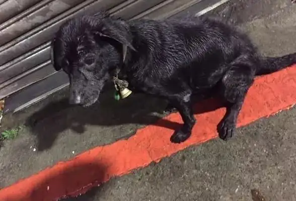 An 11-year-old dog guarding the graveyard died on the master's gravestone..