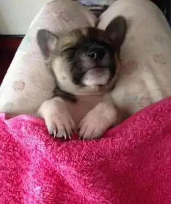 The stray dog sleeps on the master's leg and waves his good night before he sleeps