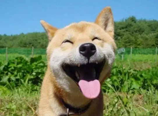 How's the Red Star? How much did you say for a wood dog