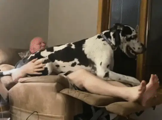 when the master stepped on the dog vs, the dog stepped on the master, and the pain and pain of the man
