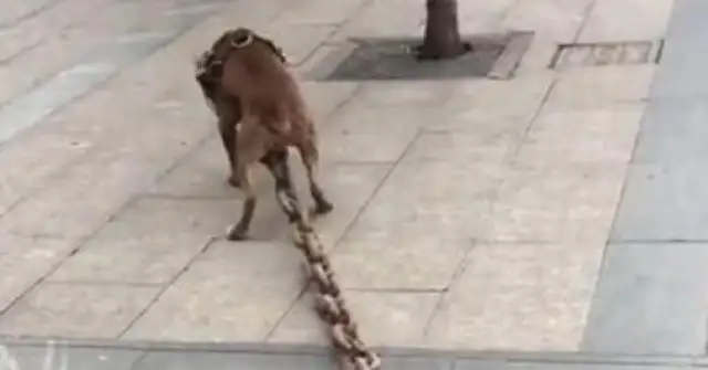 The dog goes forward with a hundred pounds of rope