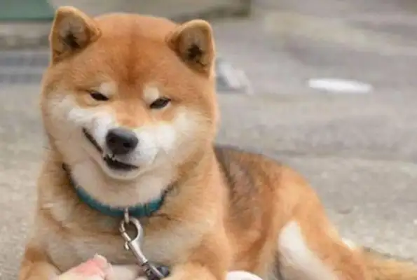 How's the Red Star? How much did you say for a wood dog