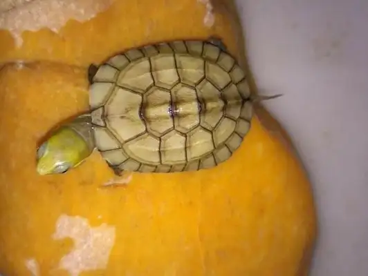 Is it pneumonia for turtles to open their mouths? I can't believe my tortoise breathes a lot