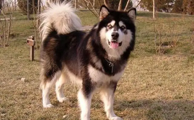 The Alaskan dogs are on delivery, day and night, day and night