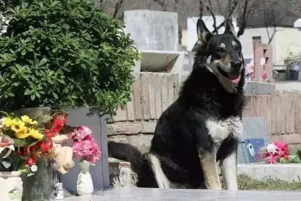 An 11-year-old dog guarding the graveyard died on the master's gravestone..