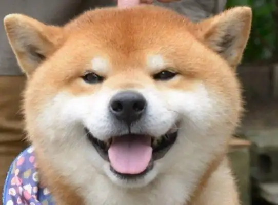 How's the Red Star? How much did you say for a wood dog