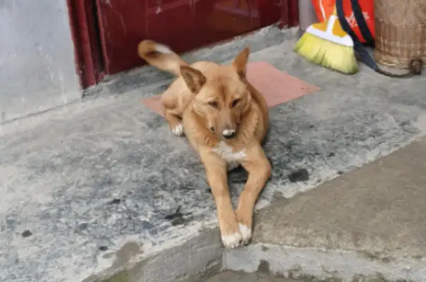 I'm sorry I didn't protect the dog from the dog dealer