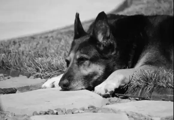 An 11-year-old dog guarding the graveyard died on the master's gravestone..