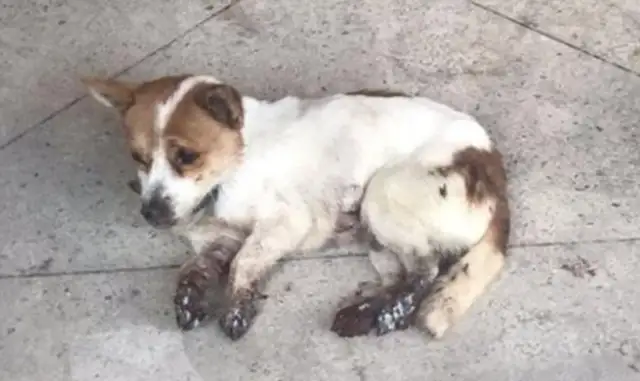 Poor dog was brutally abused, his limbs were corrupted by chemical reagents, and the abuser was never found