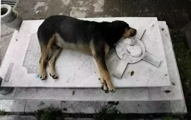 An 11-year-old dog guarding the graveyard died on the master's gravestone..