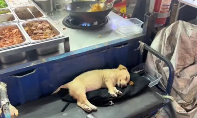 The boss had the dog on the show, and the owner cooked it and slept next to it