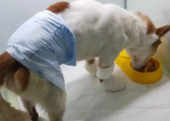 Poor dog was brutally abused, his limbs were corrupted by chemical reagents, and the abuser was never found