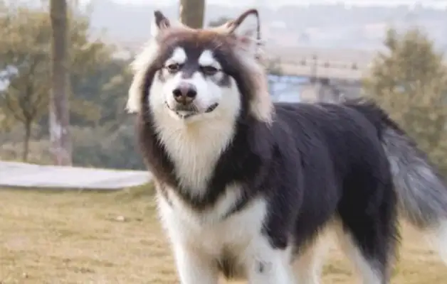 The Alaskan dogs are on delivery, day and night, day and night