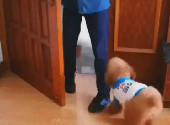 As soon as the master closes the door, little Teddy's personal behavior makes the master happy