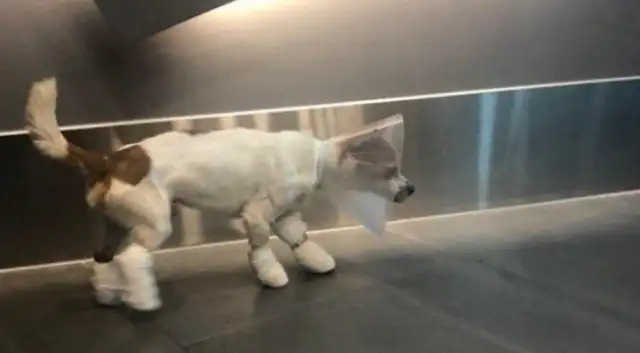 Poor dog was brutally abused, his limbs were corrupted by chemical reagents, and the abuser was never found