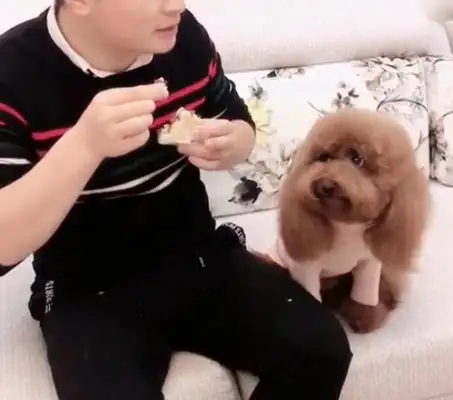 He lied to little Teddy about the food being poisonous, scared the dog to throw up and said nothing