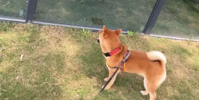 The cardog got out of the car and he got out of the car and he looked at himself in the mirror