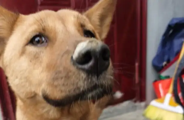 I'm sorry I didn't protect the dog from the dog dealer