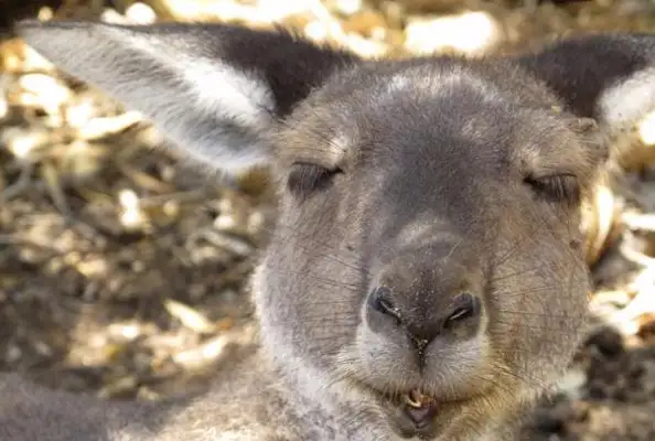 Hunting: Kangaroo has twice as many people in Australia, and sheep have taken grass, breaking into homes and killing pet dogs