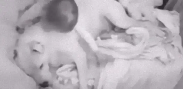 The little master covers the dog, and he's got a great relationship with the dog!