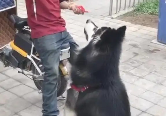 The Alaskan dogs are on delivery, day and night, day and night