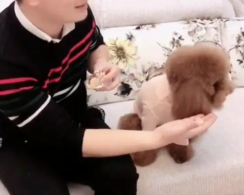 He lied to little Teddy about the food being poisonous, scared the dog to throw up and said nothing
