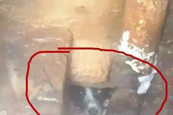 To save the dog from the cataclysm, three drills to climb the pit