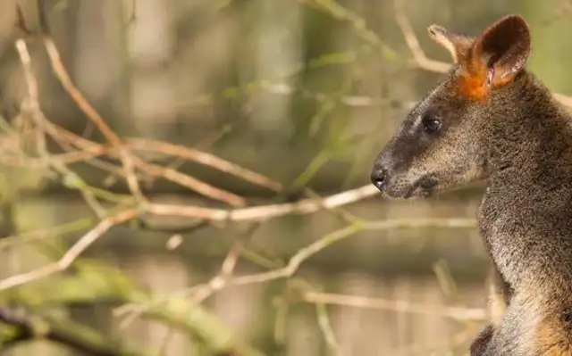 Hunting: Kangaroo has twice as many people in Australia, and sheep have taken grass, breaking into homes and killing pet dogs