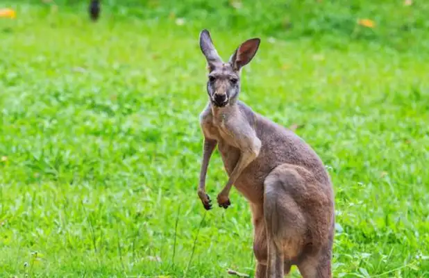 Hunting: Kangaroo has twice as many people in Australia, and sheep have taken grass, breaking into homes and killing pet dogs
