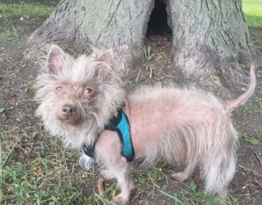 Every time a dog goes out, because it looks so weird, he's asked,