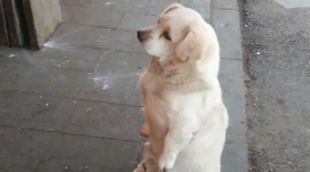 He's been on the streets for years. He knows who's good
