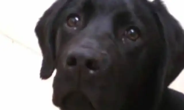 Mom went out to buy food for the dog to stay with her son, and when she came back she heard crying, she pushed the door open and laughed