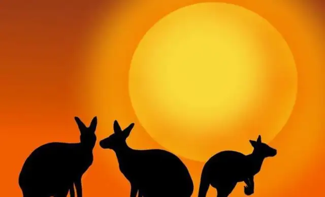 Hunting: Kangaroo has twice as many people in Australia, and sheep have taken grass, breaking into homes and killing pet dogs