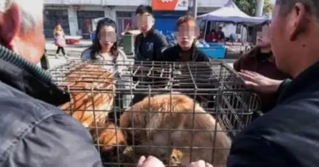 Dog-lovers are illegally confined and beat up the owner of a dog shop: some people love dogs, not people