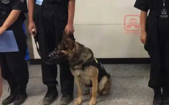 We found the dogs on the subway