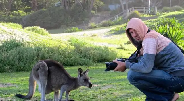 Hunting: Kangaroo has twice as many people in Australia, and sheep have taken grass, breaking into homes and killing pet dogs