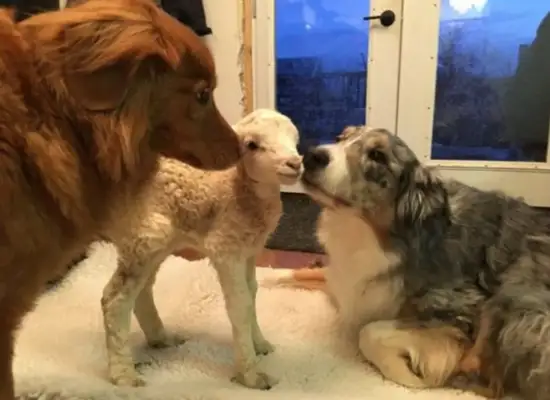 Weak little sheep abandoned by their mothers, but they met warm dogs in the farm