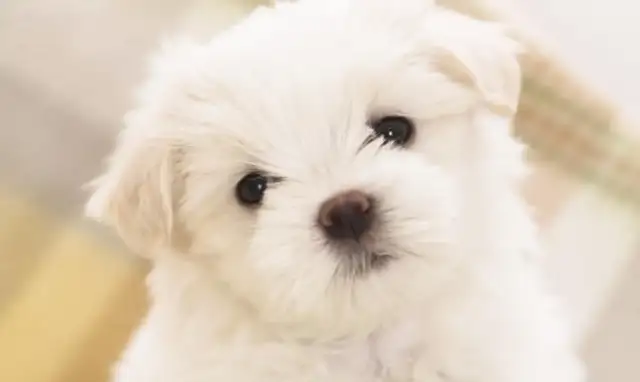 How do we find the dog bug