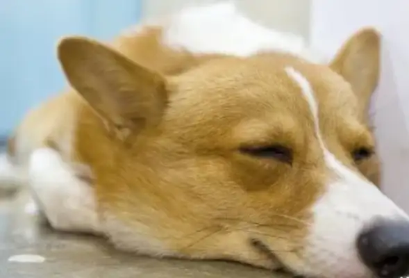 Soon after the dog was born, the master was anxious to end up with scissors