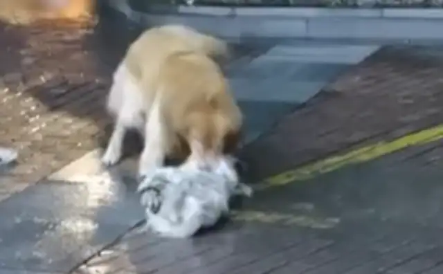 Zhejiang Hangzhou: A man walks a dog and unties a rope