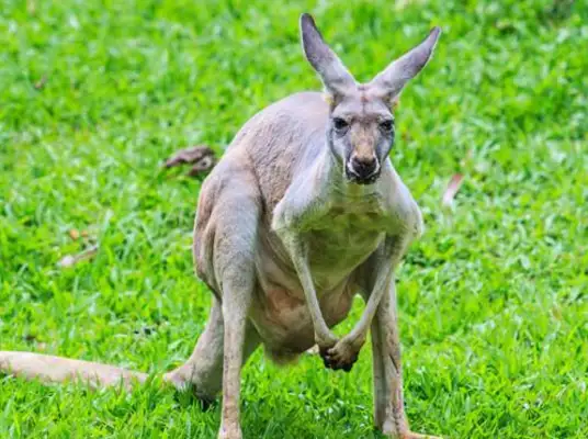 Hunting: Kangaroo has twice as many people in Australia, and sheep have taken grass, breaking into homes and killing pet dogs