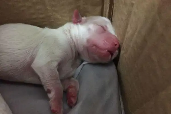 I left the dog in the dumpster, and the girl picked up, and the neighbor next door: