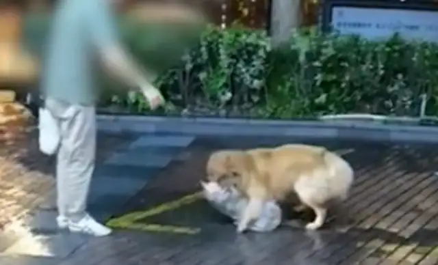 Zhejiang Hangzhou: A man walks a dog and unties a rope